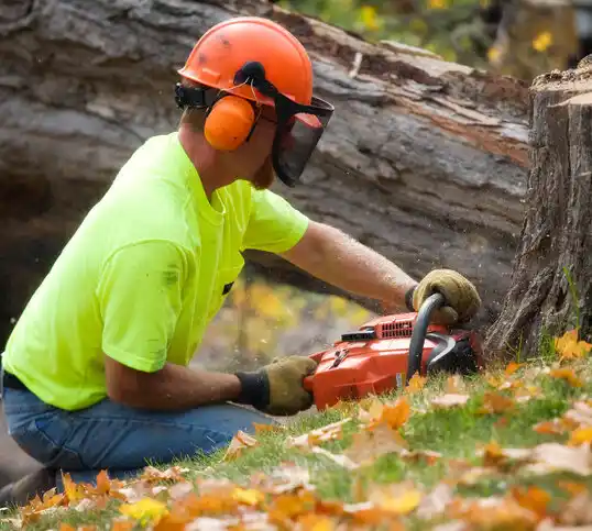 tree services Woodcliff Lake